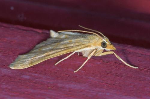 Réf. 363 686 : Paracorsia repandalis